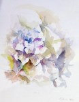 hortensia