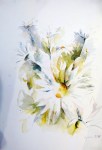 marguerites 2